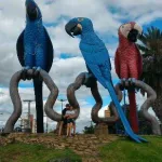 Icone Grupo Balada Campo Grande