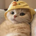Icone ENGAJAMENTO PRO TIKTOK