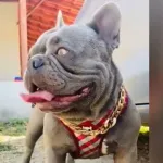 Icone VENDA DE BULLDOG FRANCÊS