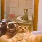 Icone Gangue da diversao