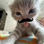 Icone https://chat.whatsapp.com/KeZbjVr1cCCCxJJpWZLXbd?s=cl&p=a&mlu=4&ilr=4