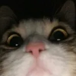 Foto do grupo Zueira 24h