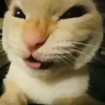 Icone Shinji Chat