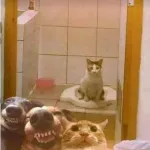 Foto do grupo Entre Caes e Gatos! =
