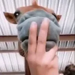 Icone GRUPO DE AMIZADE BRASILEIRO