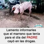 Icone Jodedera sin limite