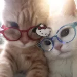 Icone Chat