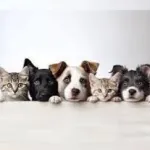 Foto do grupo 30 Receitas para pets