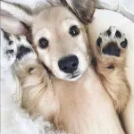 Icone Amantes de pets
