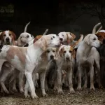 Foto do grupo Clube dos Pets