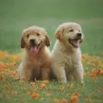 Icone Receitas saudaveis para pets