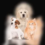 Foto do grupo RECEITAS SAUDADES PARA SEU PET
