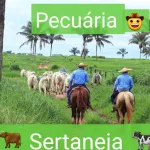 Icone PECUARIA SERTANEJA