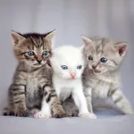 Icone Venha aprender a cuidar do seu felino