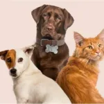 Icone GOOD PETS