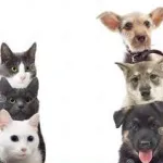 Foto do grupo Seu incrivel pet