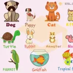Icone Amor a os animais
