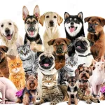 Icone Grupo de pets fofinho