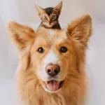 Foto do grupo TUDO PARA PETS