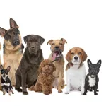 Foto do grupo Amor aos pets