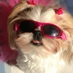 Foto do grupo PETS ALEGRES