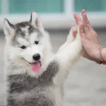 Icone Receitas saudaveis pra pets