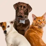 Icone Dicas para Pets