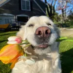 Icone Petlovers Unidos