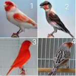 Icone Brik e venda de todos os tipos de animais , aves e traia de pesca