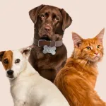 Icone SEU PETS SEMPRE