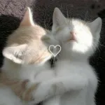 Icone GATINHO DA FAMILIA