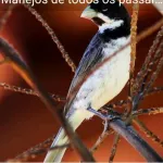 Icone Bate papo sobre passarinhos